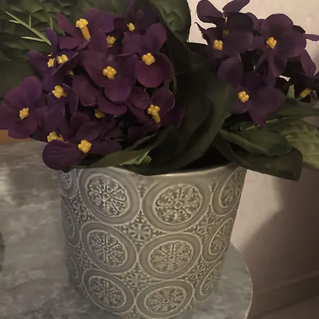 Meliora 3* אבולה